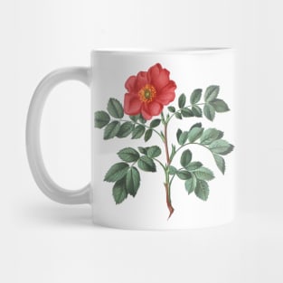 Wild Rose Flower Botanical Illustration Mug